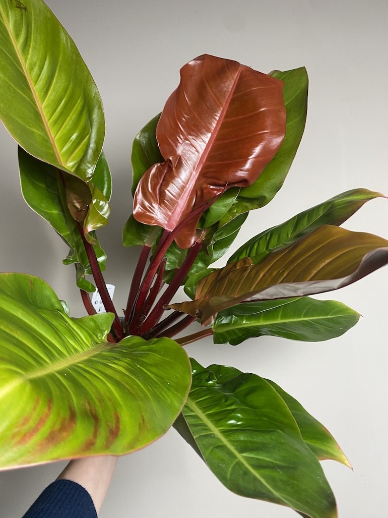 Philodendron Prince of Orange, Filodendron