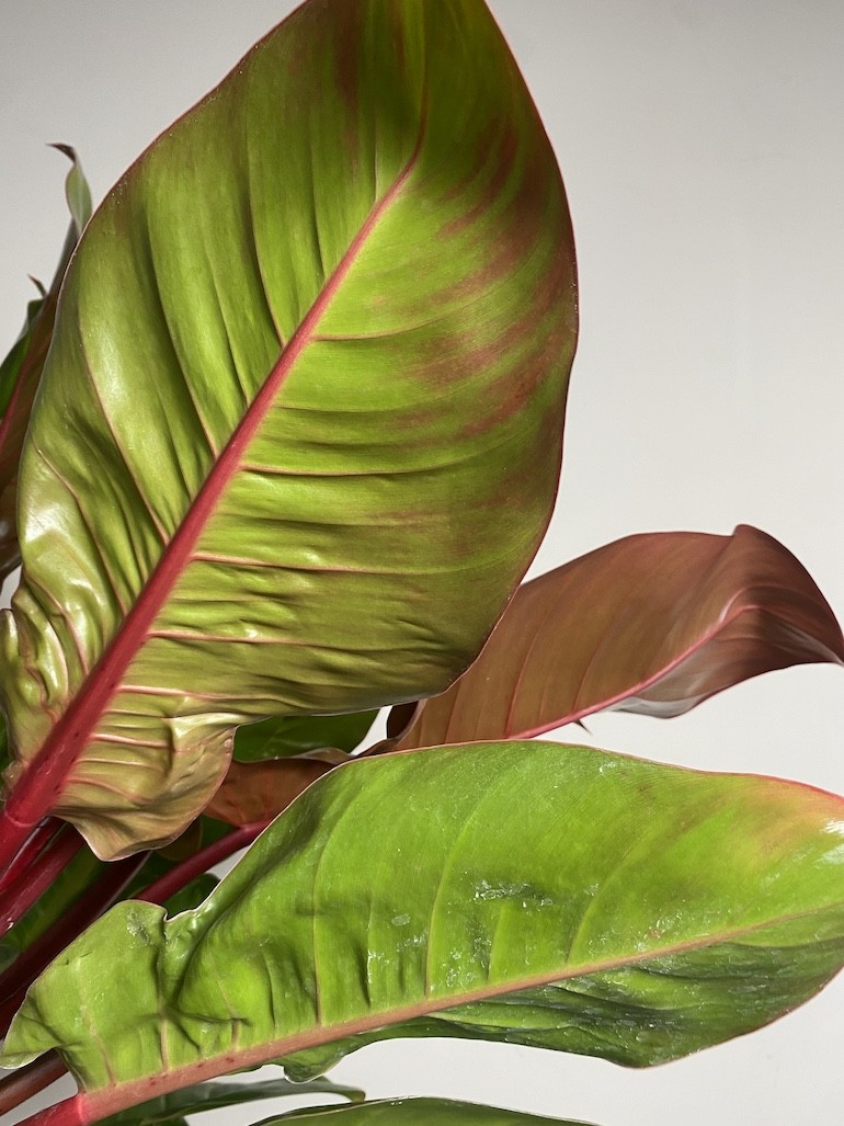 Philodendron Prince of Orange, Filodendron