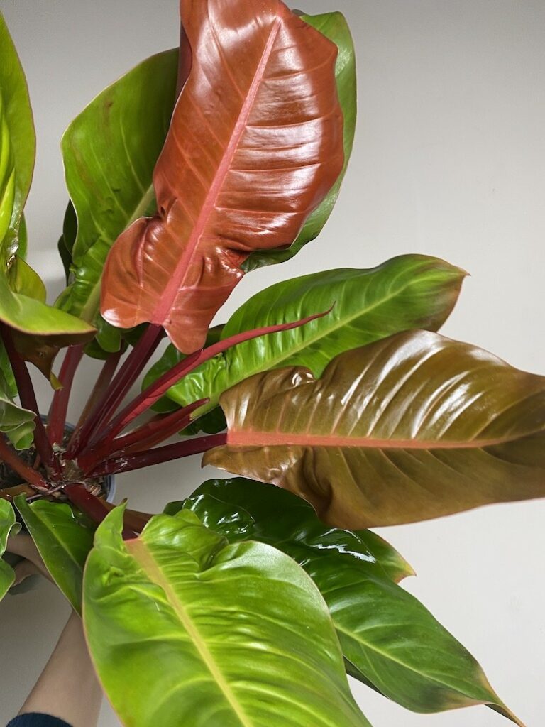 Philodendron Prince of Orange, Filodendron