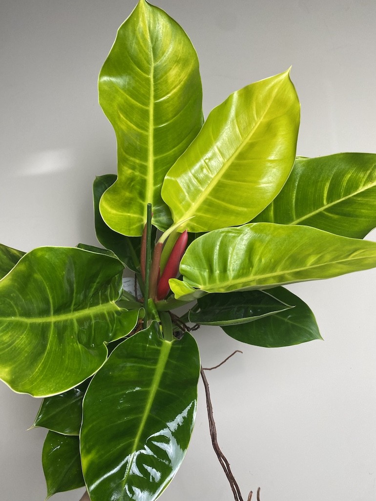 Philodendron Moonlight