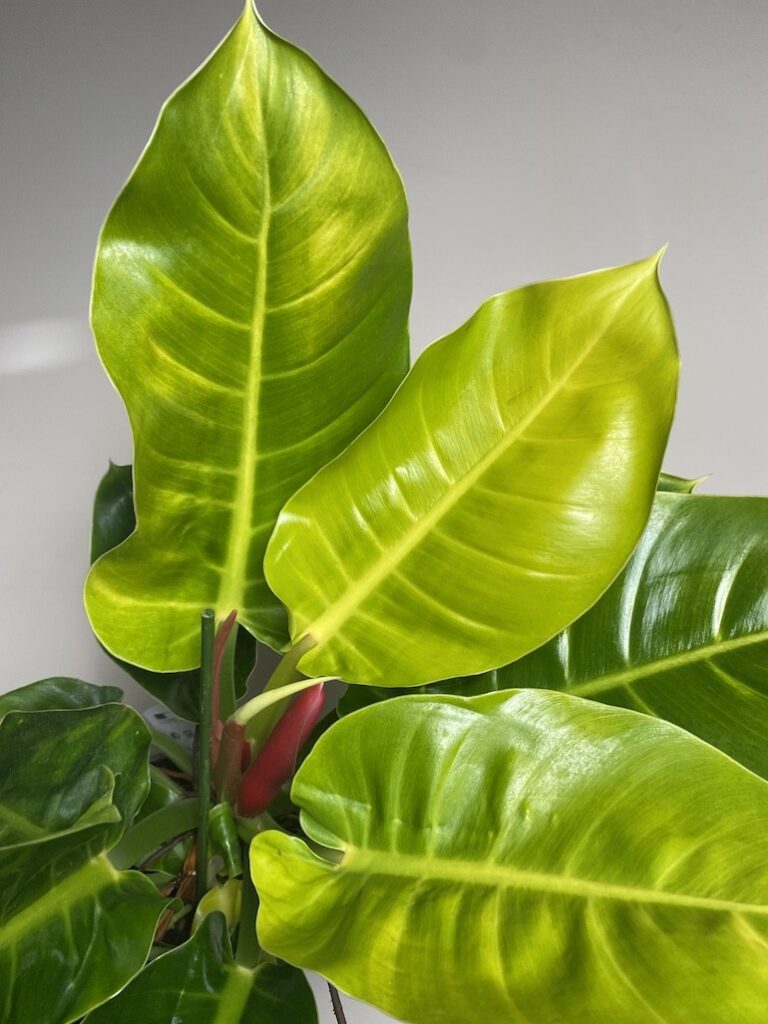 Philodendron Moonlight