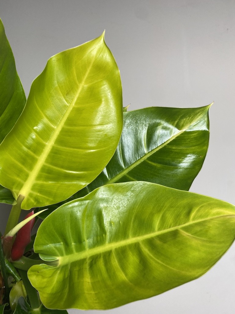 Philodendron Moonlight