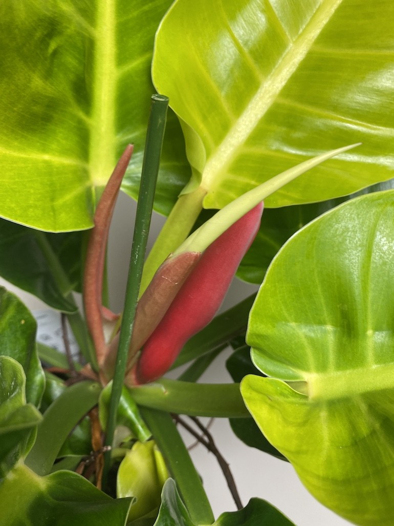 Philodendron Moonlight