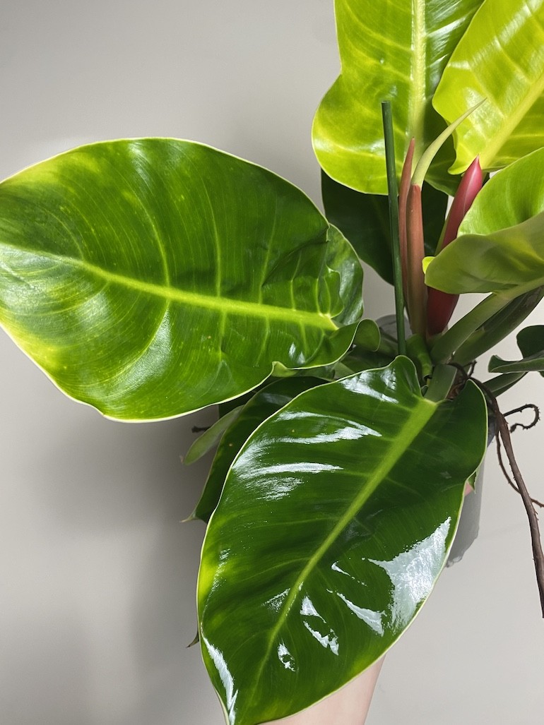 Philodendron Moonlight