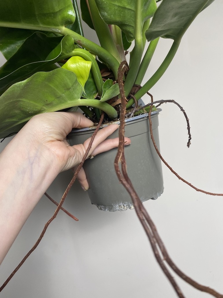 Philodendron Moonlight