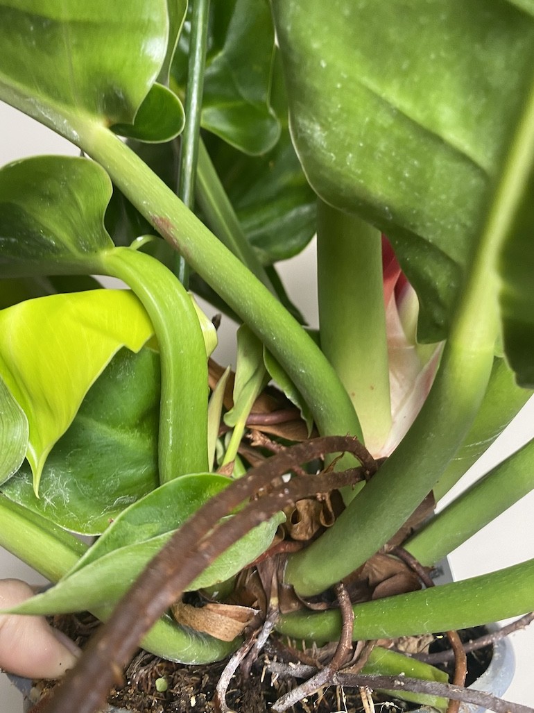 Philodendron Moonlight