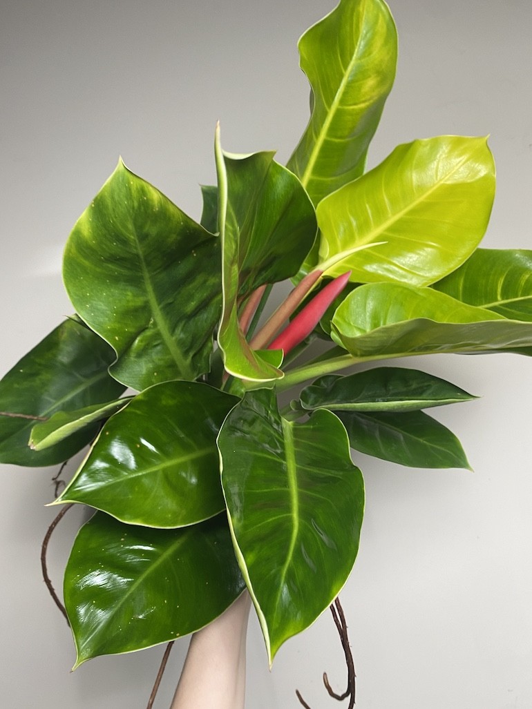 Philodendron Moonlight