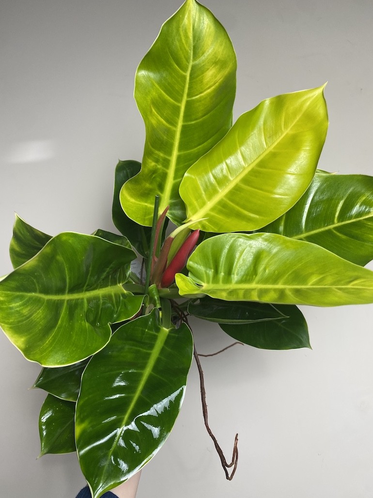 Philodendron Moonlight