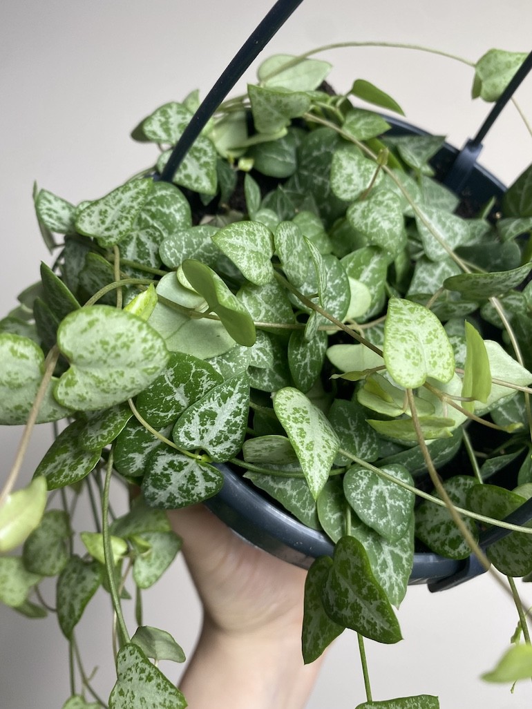 Ceropegia linearis Iris