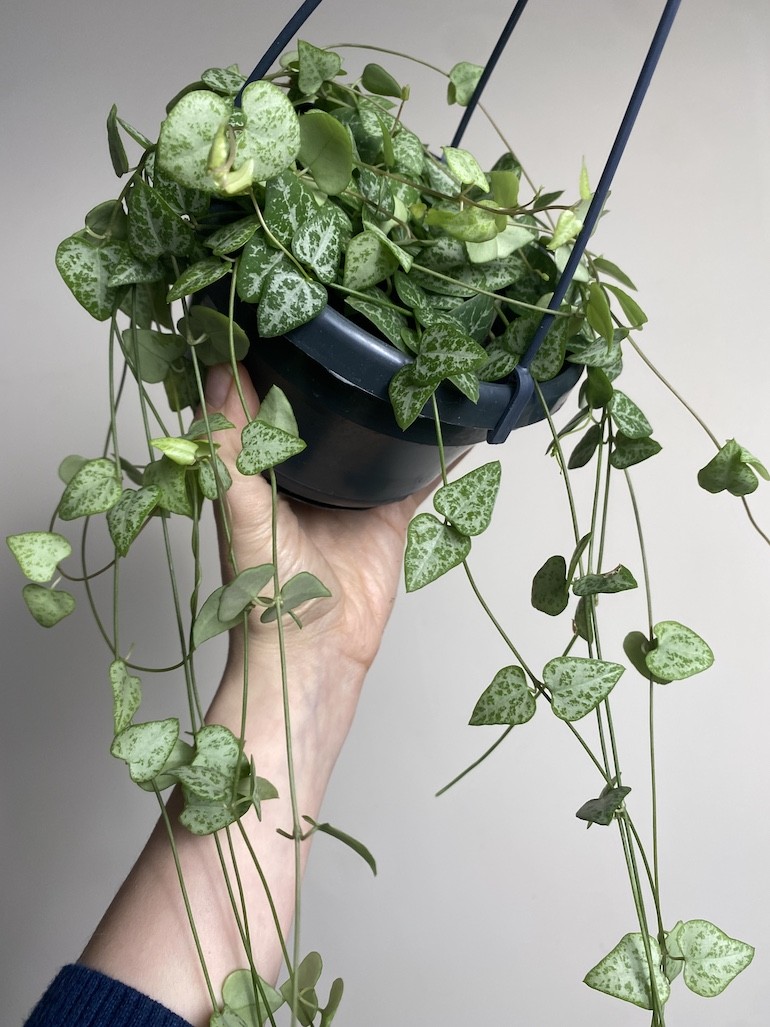 Ceropegia linearis Iris