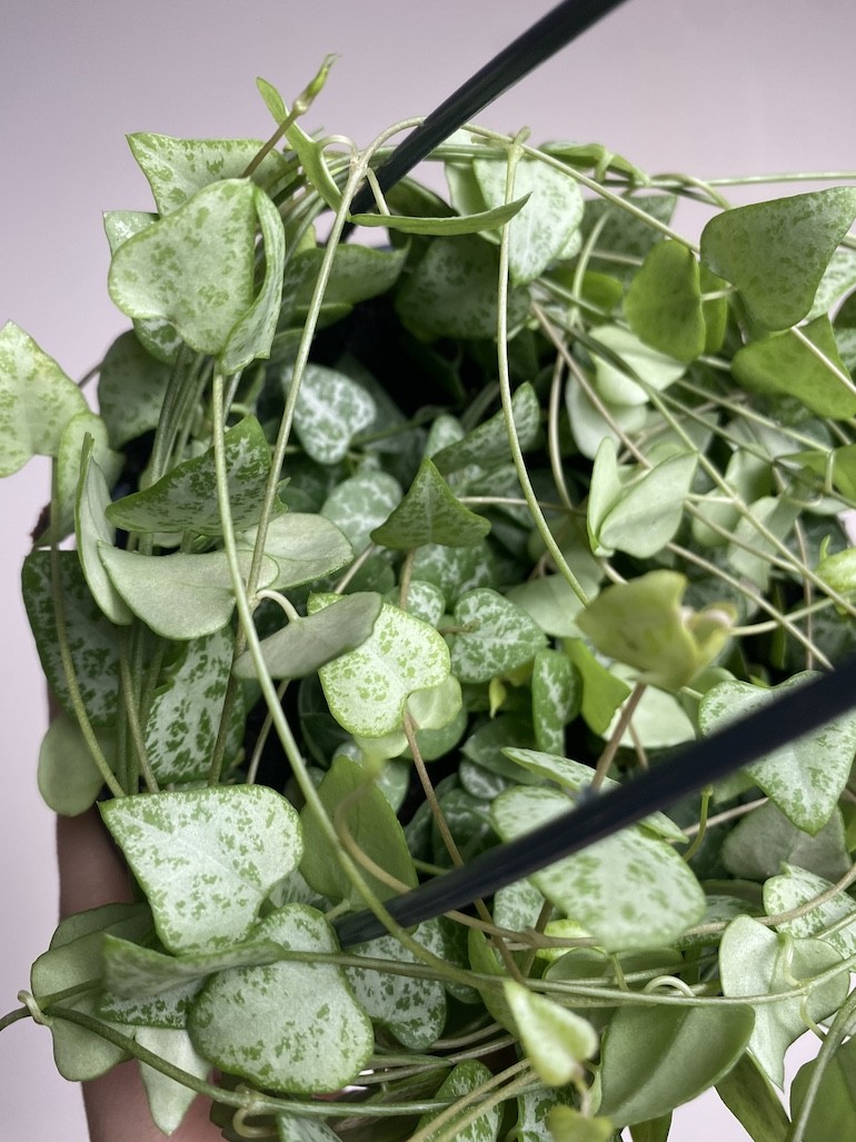 Ceropegia linearis Iris