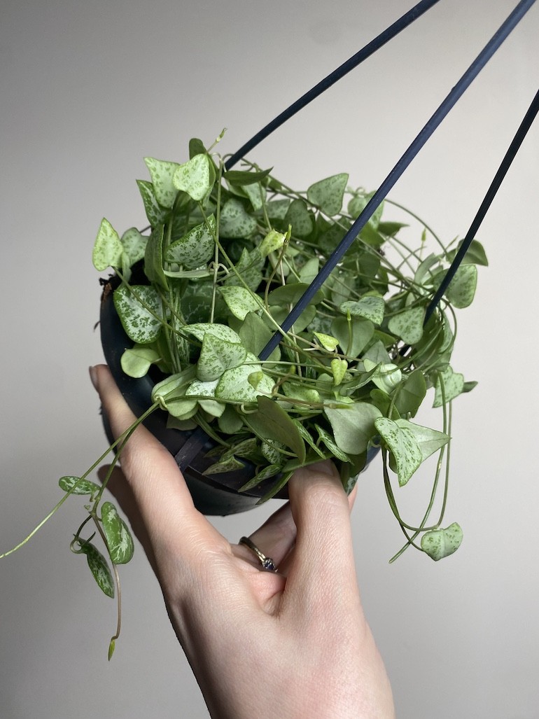 Ceropegia linearis Iris