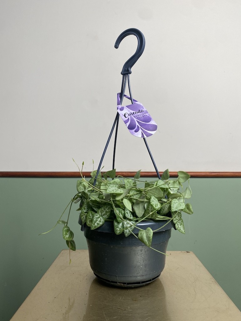 Ceropegia linearis Iris