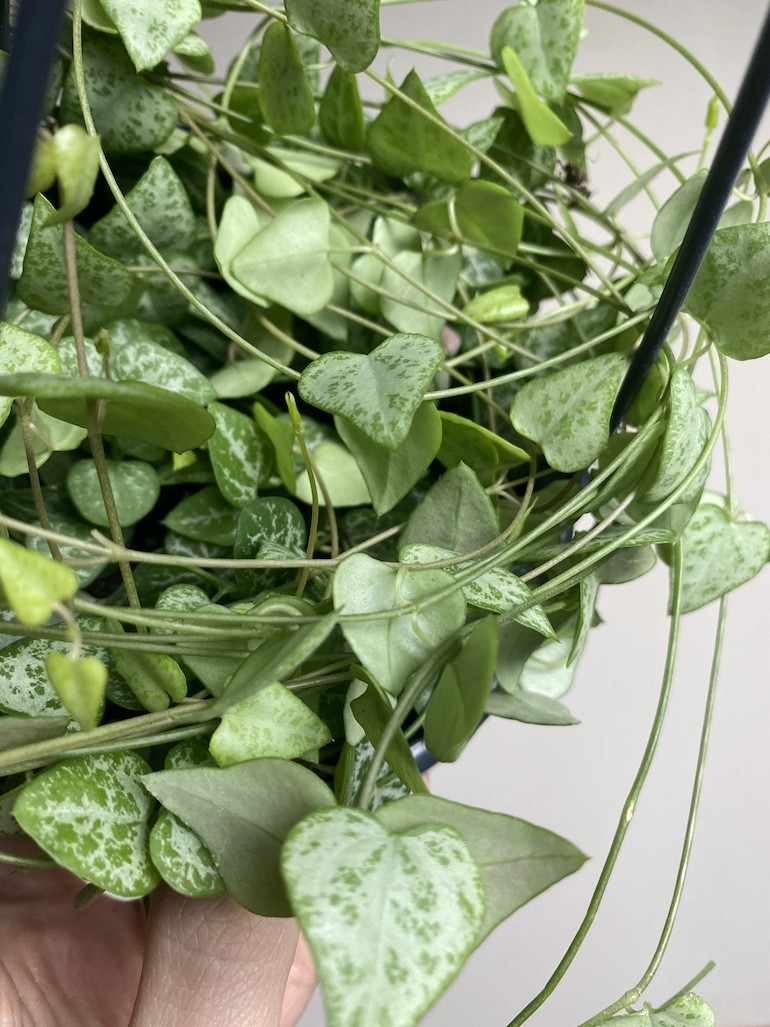 Ceropegia linearis Iris