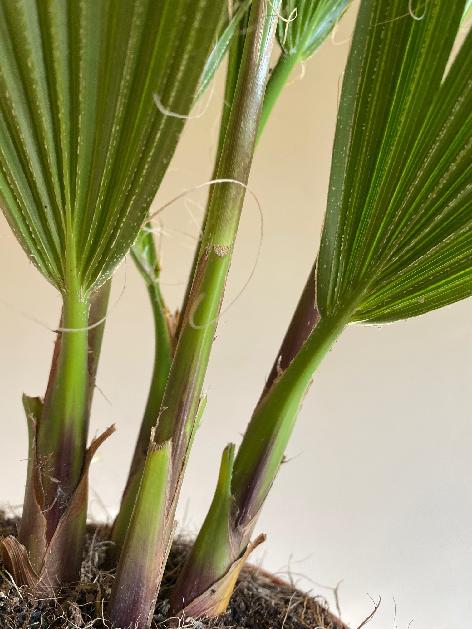 Washingtonia Filifera