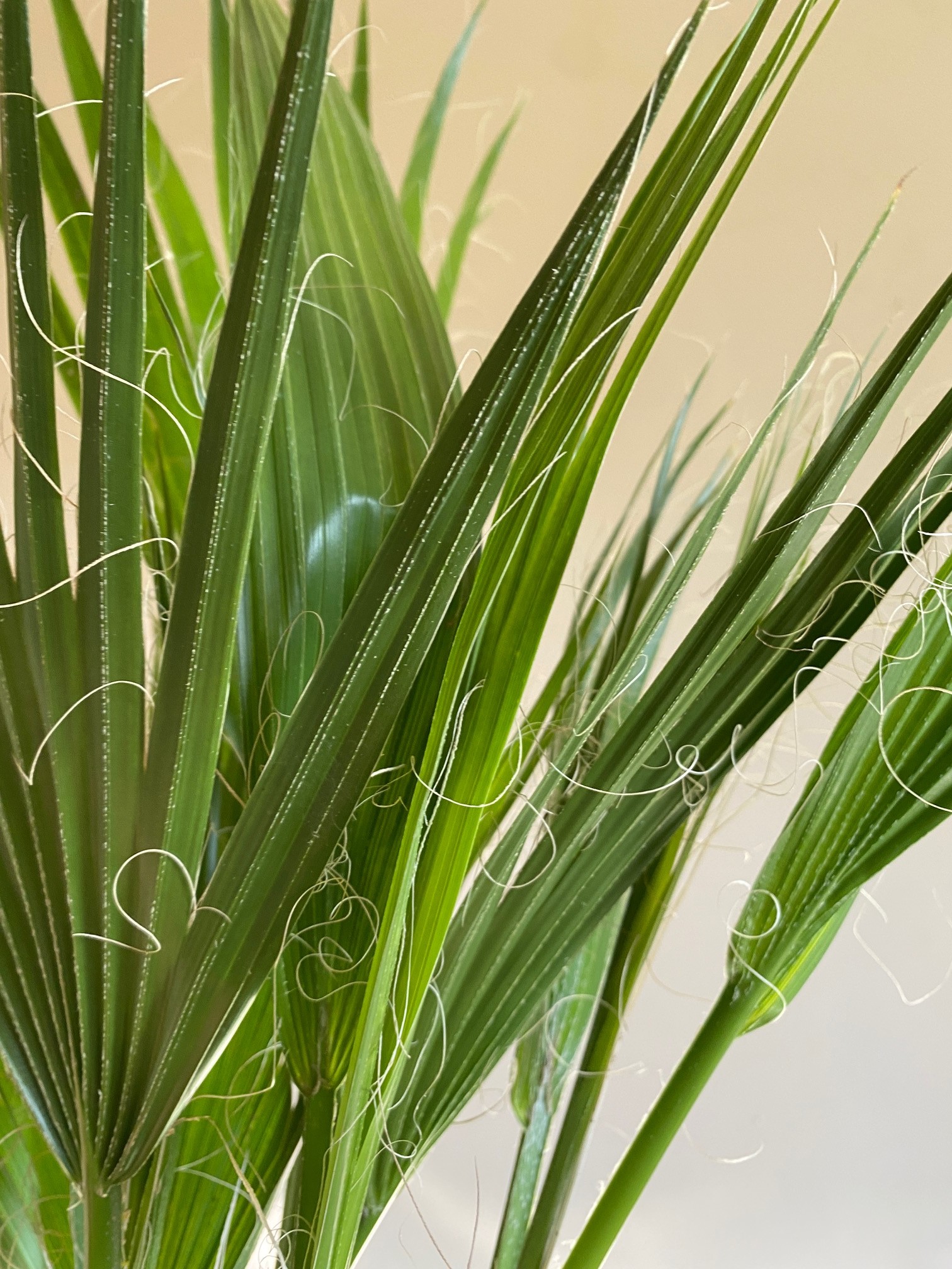 Washingtonia Filifera