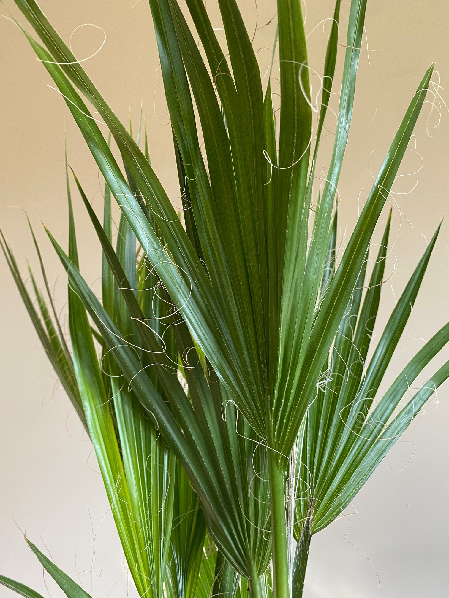 Washingtonia Filifera