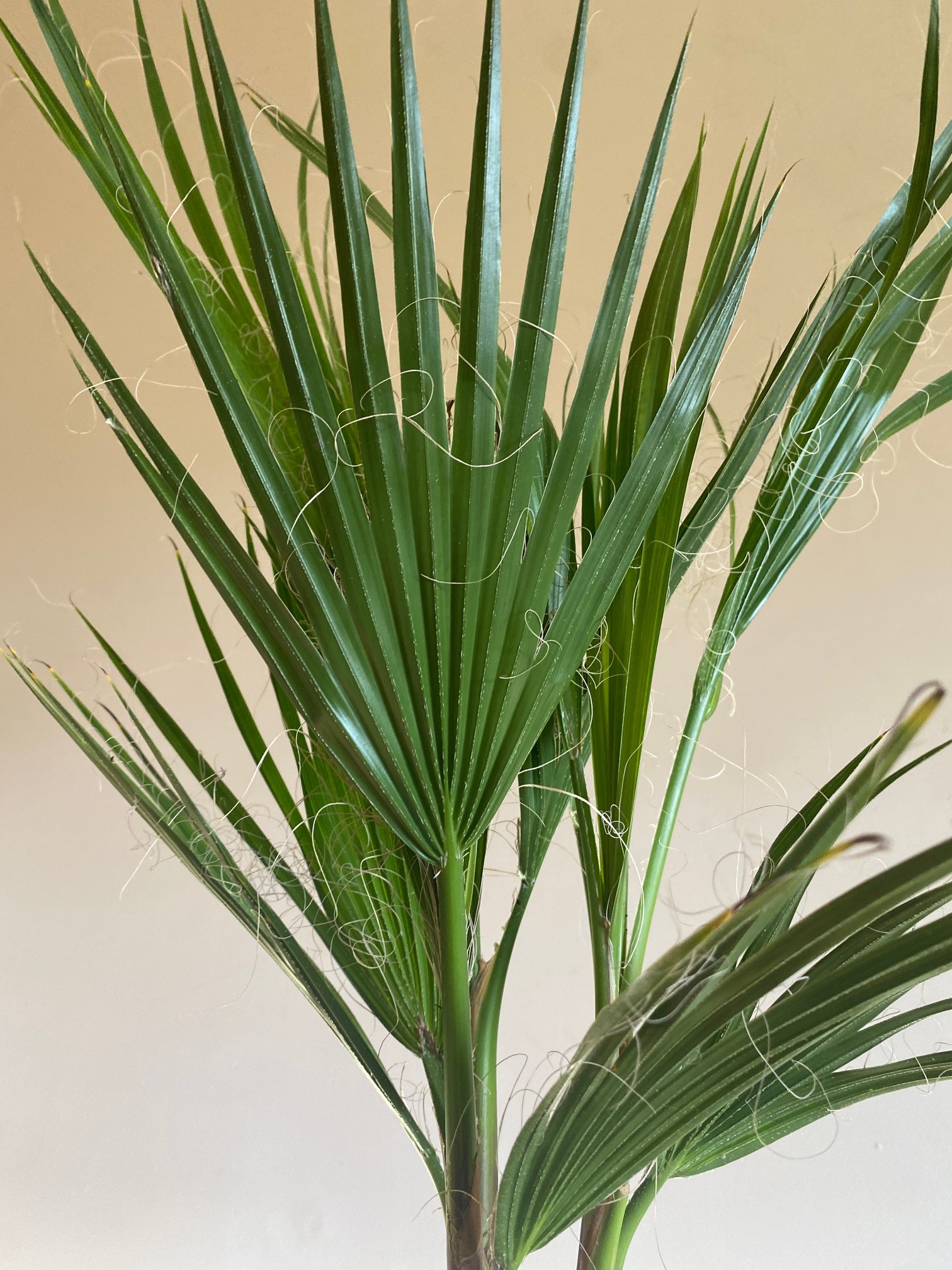 Washingtonia Filifera