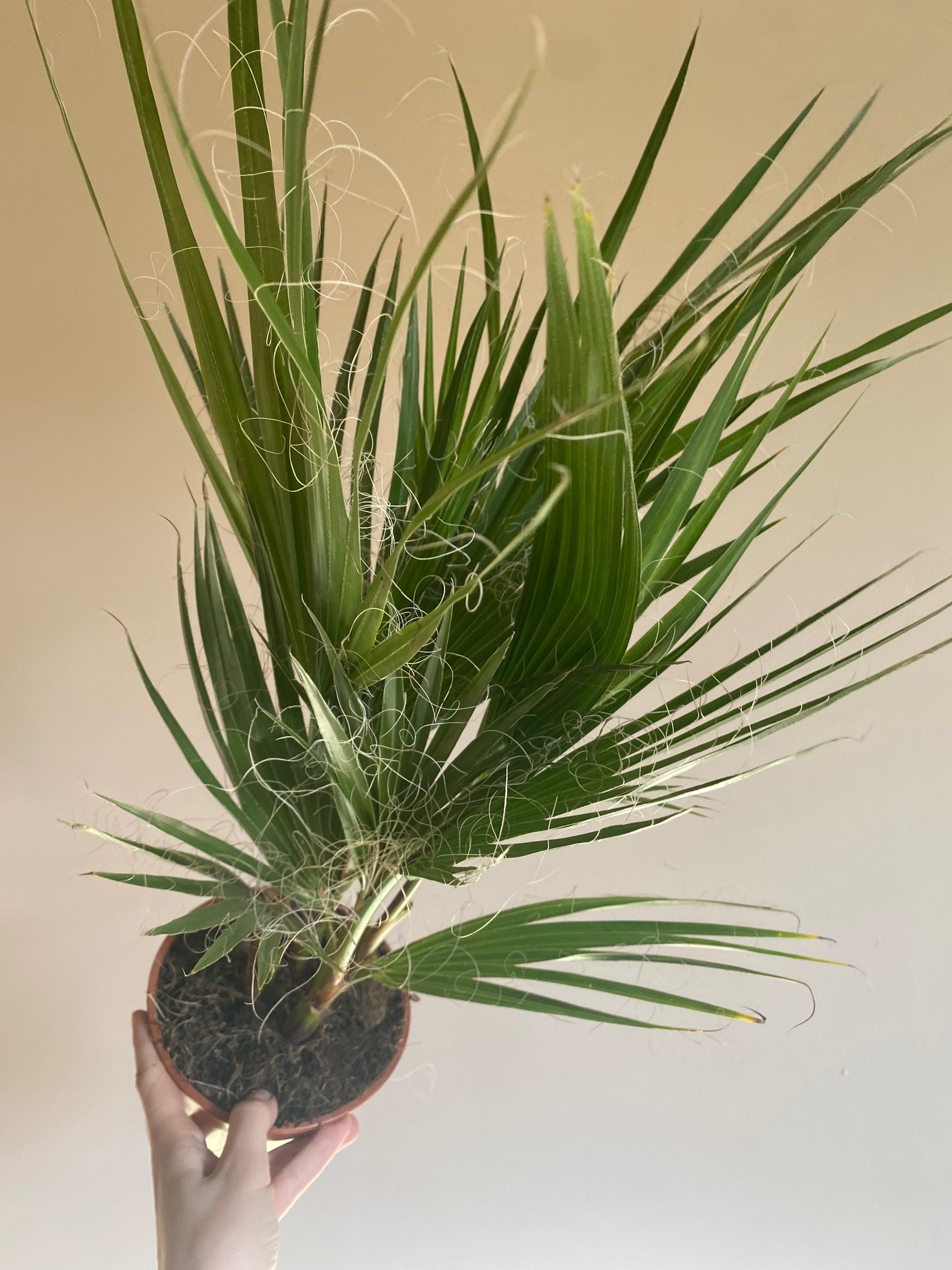 Washingtonia Filifera