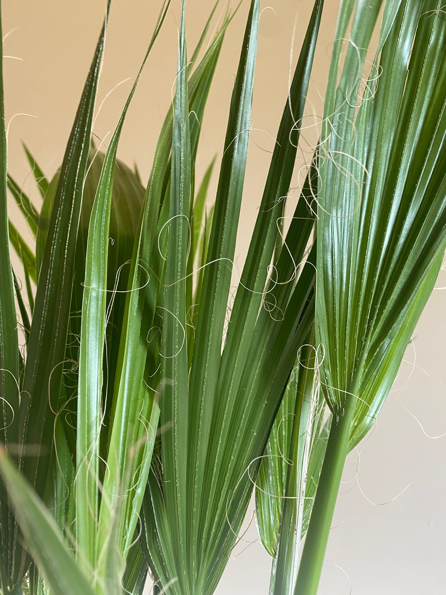 Washingtonia Filifera