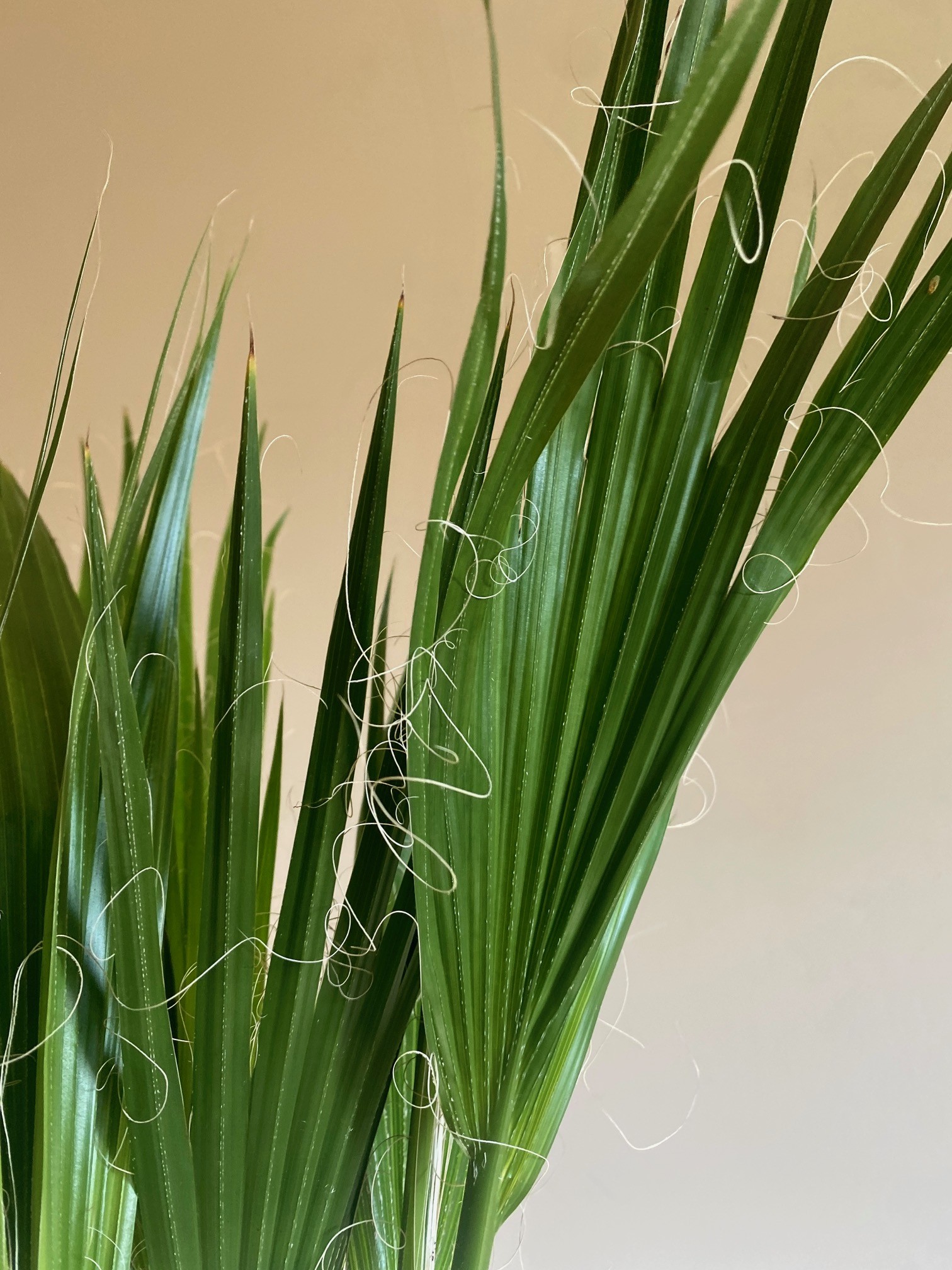 Washingtonia Filifera