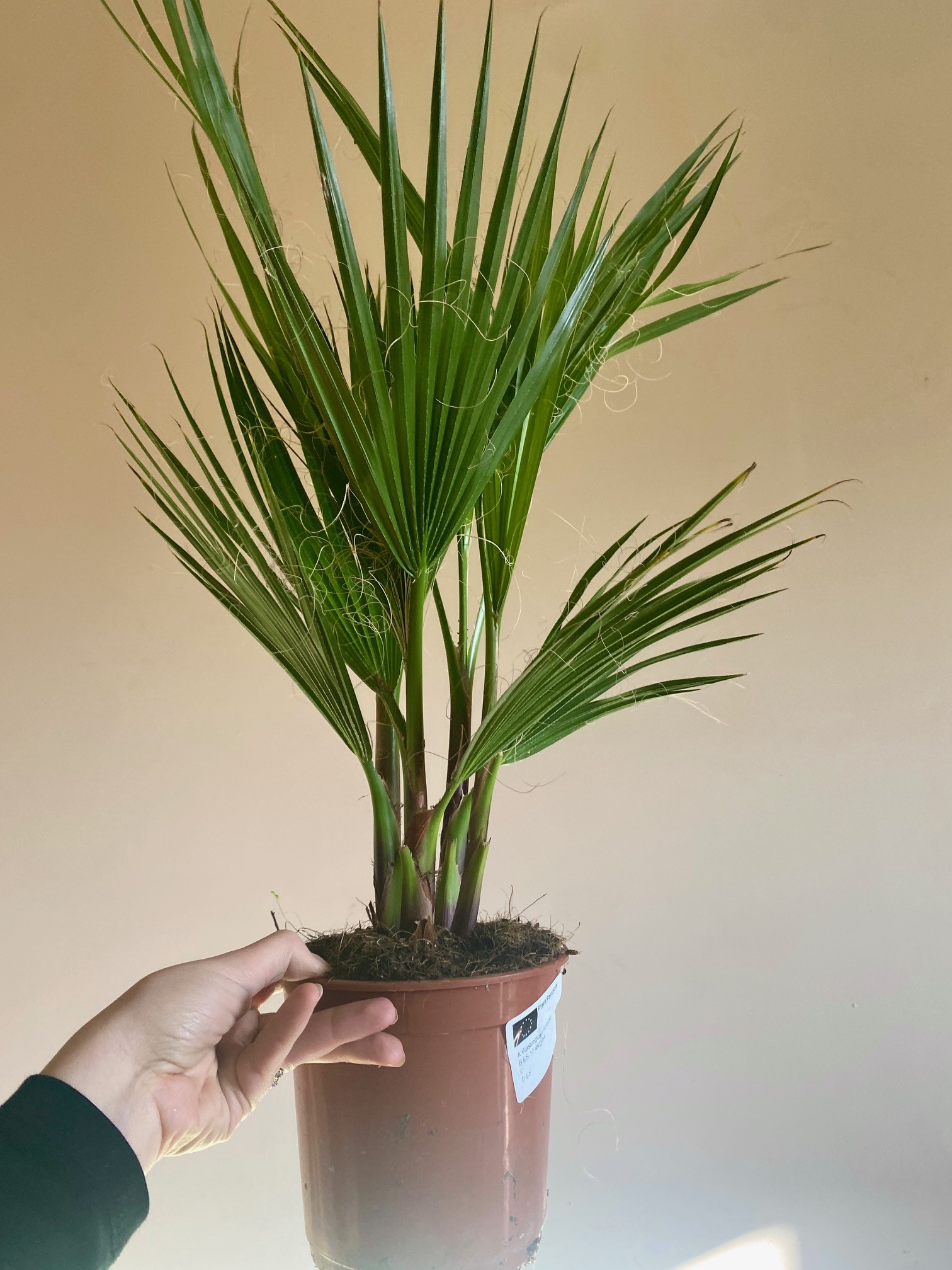 Washingtonia Filifera