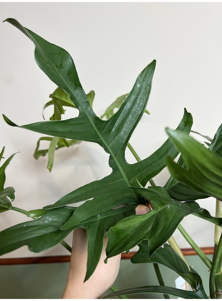 Philodendron Glad Hands |Sadzonka Rośliny