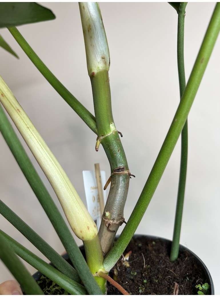 Philodendron Glad Hands |Sadzonka Rośliny
