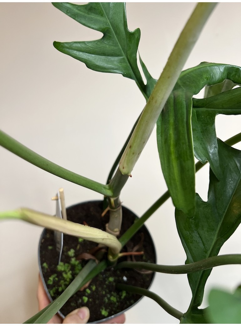 Philodendron Glad Hands |Sadzonka Rośliny