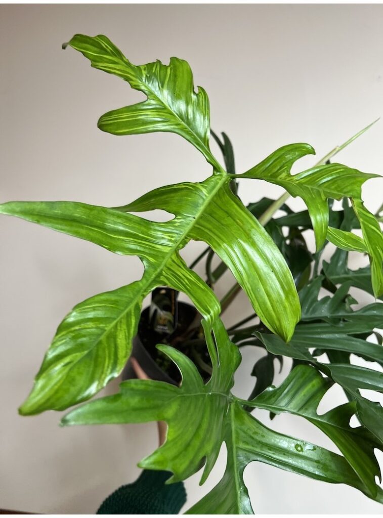 Philodendron Glad Hands |Sadzonka Rośliny