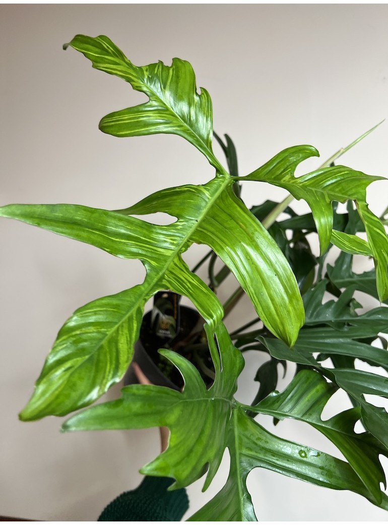 Philodendron Glad Hands |Sadzonka Rośliny