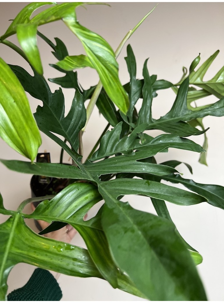 Philodendron Glad Hands |Sadzonka Rośliny