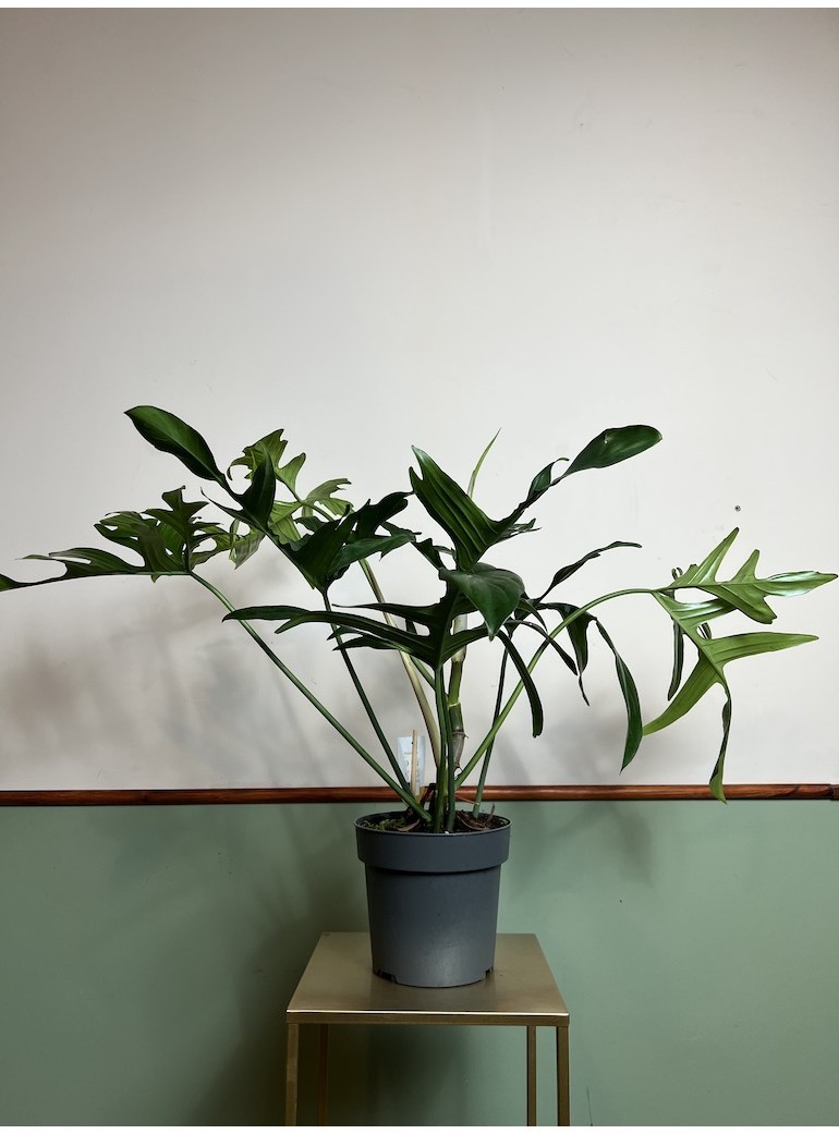Philodendron Glad Hands |Sadzonka Rośliny