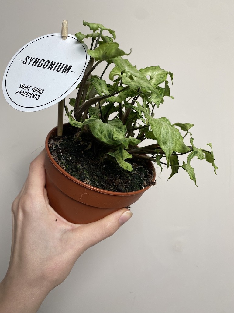 Syngonium Starlite