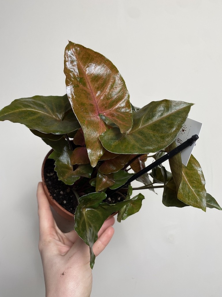 Syngonium Brocante | Sadzonka cięta