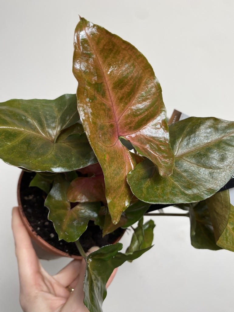 Syngonium Brocante | Sadzonka cięta
