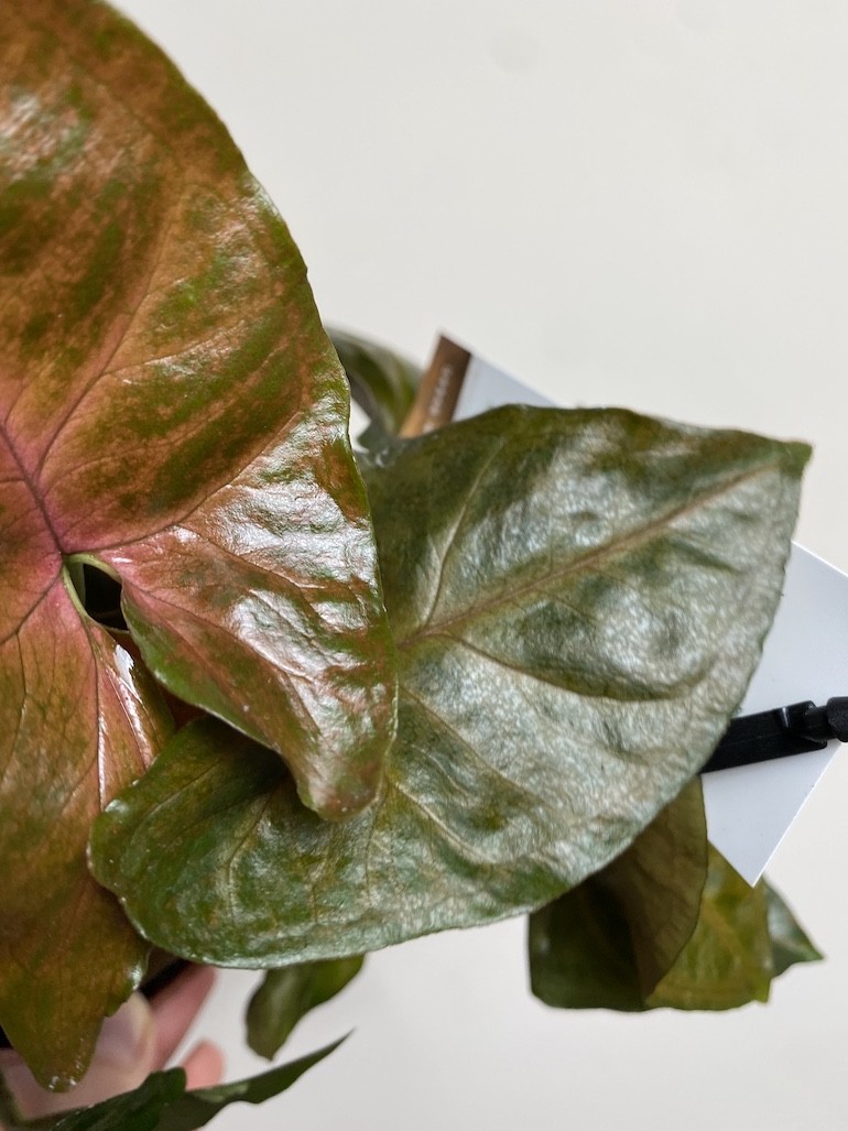 Syngonium Brocante | Sadzonka cięta