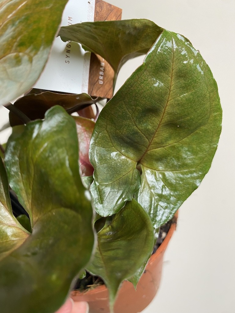 Syngonium Brocante | Sadzonka cięta