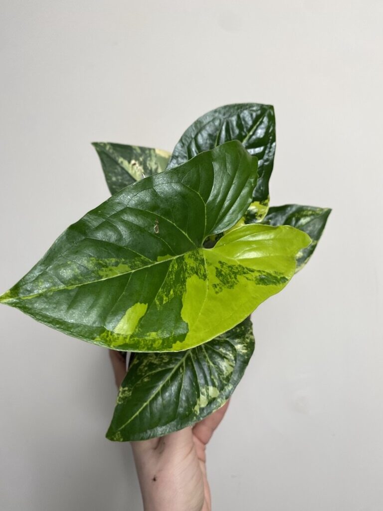 Syngonium Aureum|Sadzonka Rośliny