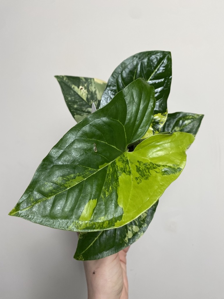 Syngonium Aureum|Sadzonka Rośliny