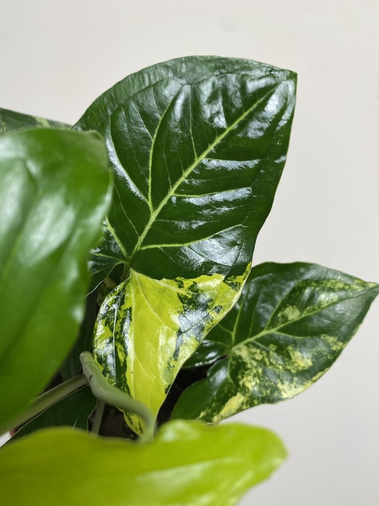 Syngonium Aureum|Sadzonka Rośliny