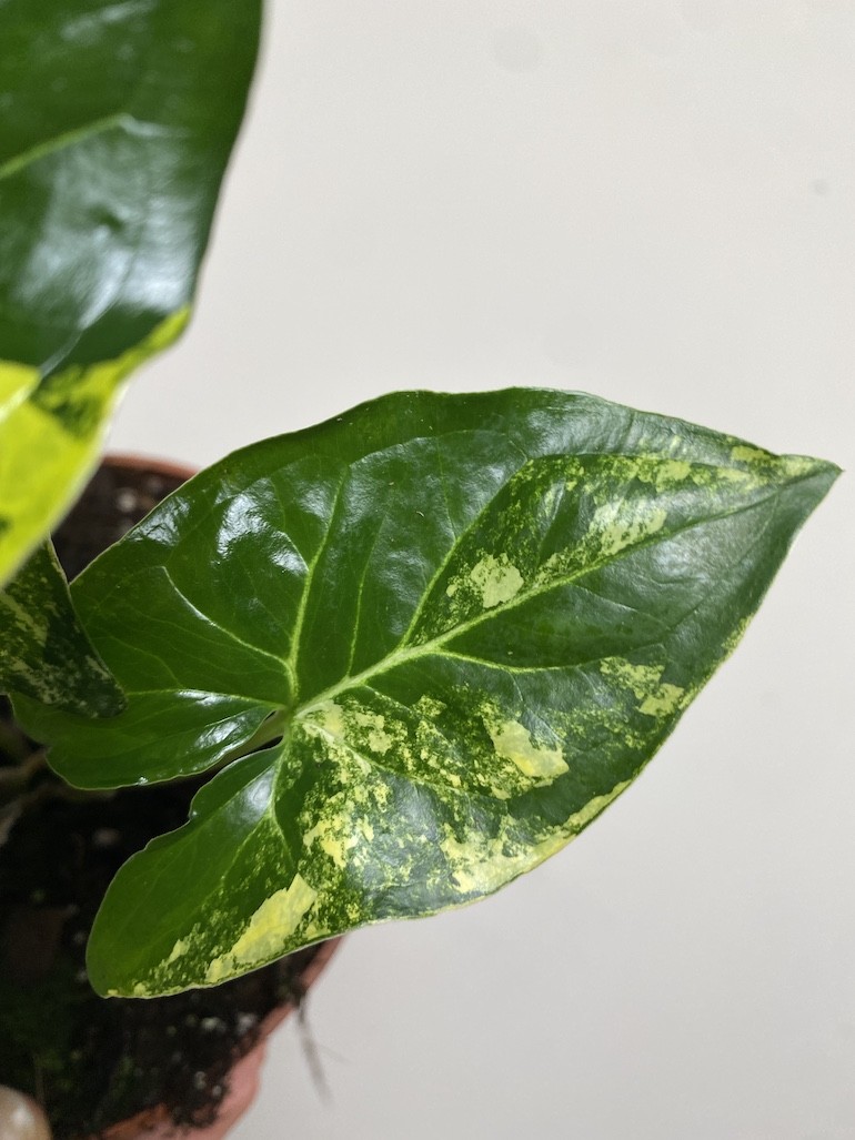 Syngonium Aureum|Sadzonka Rośliny