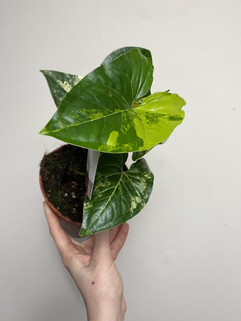Syngonium Aureum|Sadzonka Rośliny