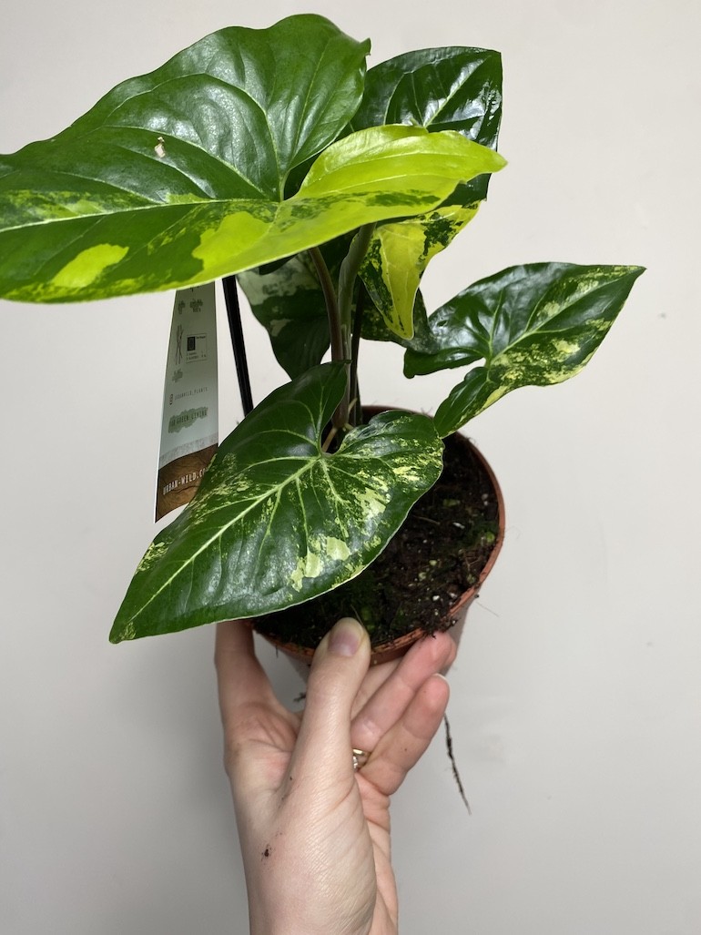 Syngonium Aureum|Sadzonka Rośliny
