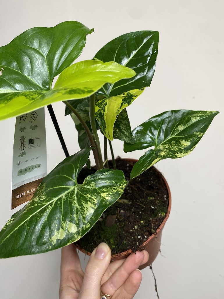 Syngonium Aureum|Sadzonka Rośliny