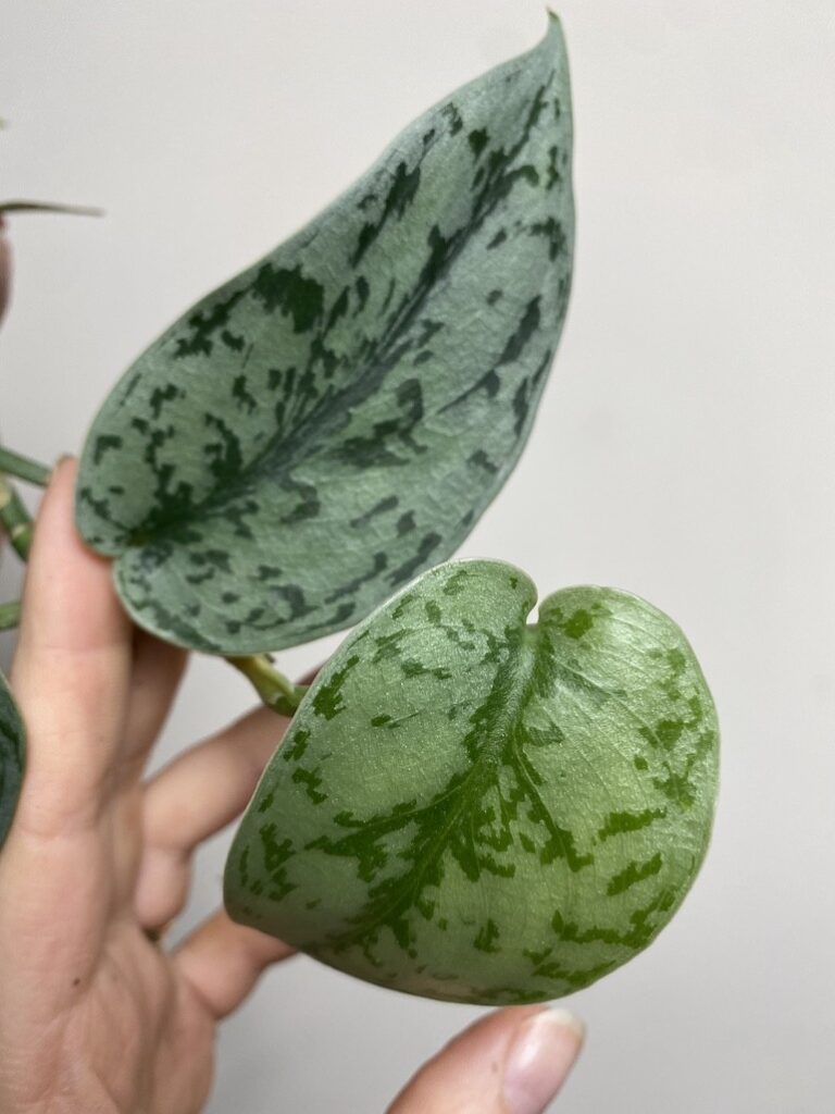 Scindapsus Silver Lady|Sadzonka Rośliny 2 liście