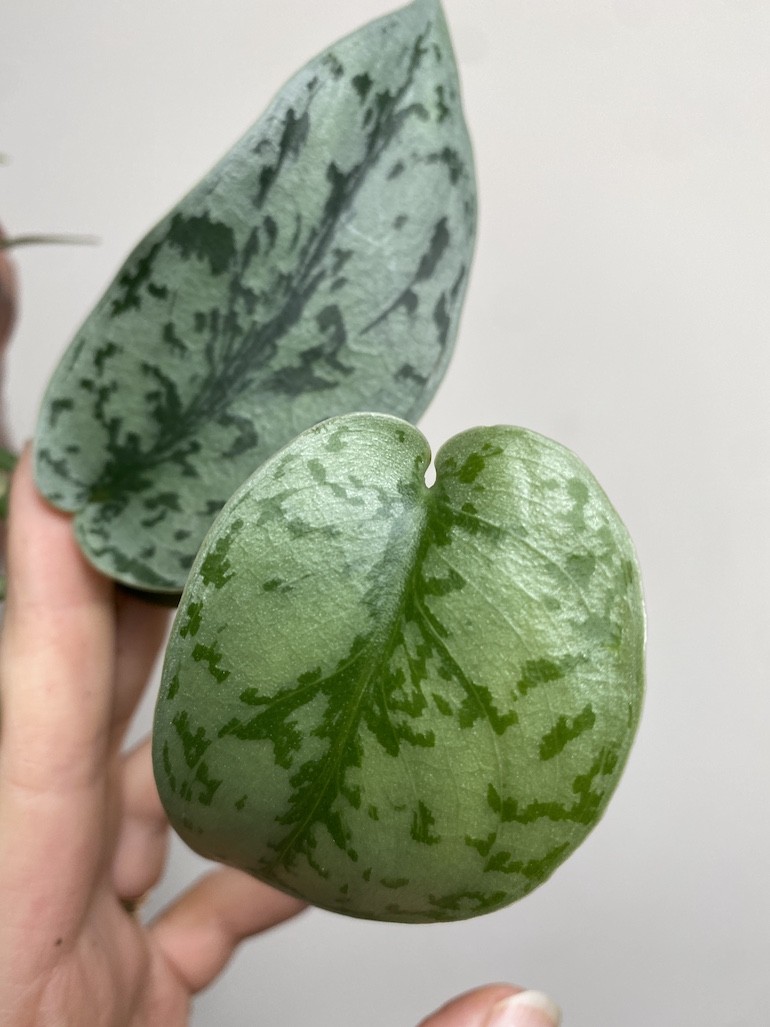 Scindapsus Silver Lady|Sadzonka Rośliny 2 liście