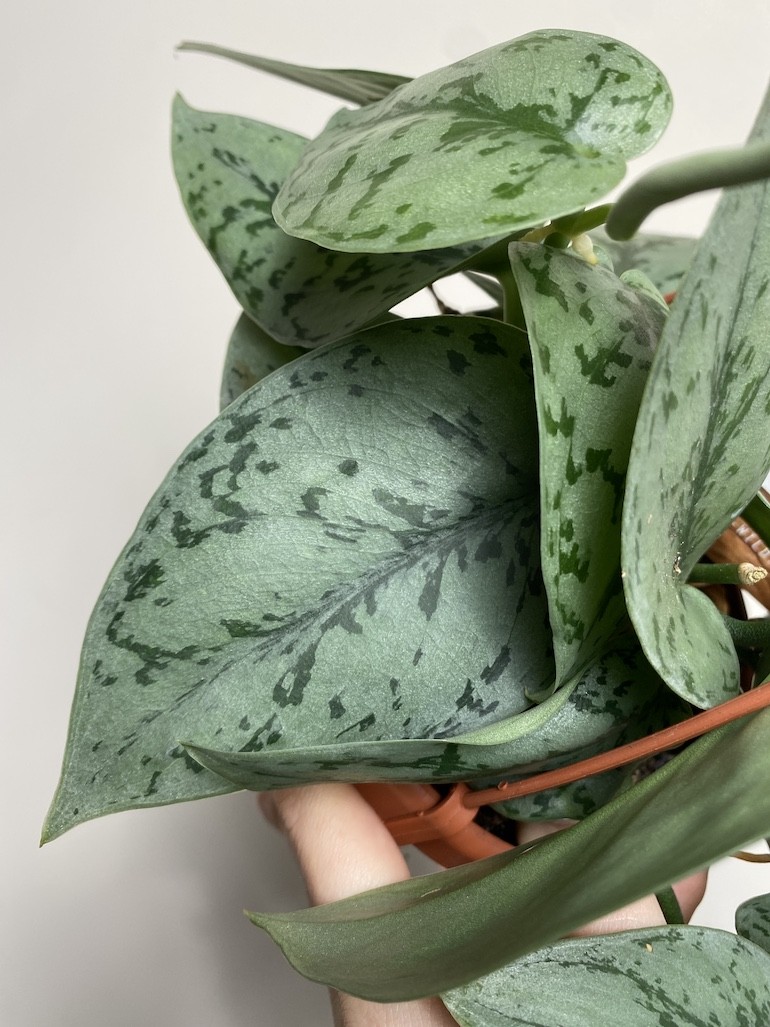 Scindapsus Silver Lady|Sadzonka Rośliny 2 liście