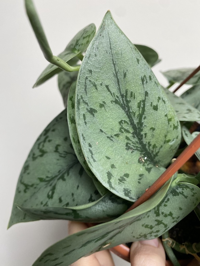 Scindapsus Silver Lady|Sadzonka Rośliny 2 liście