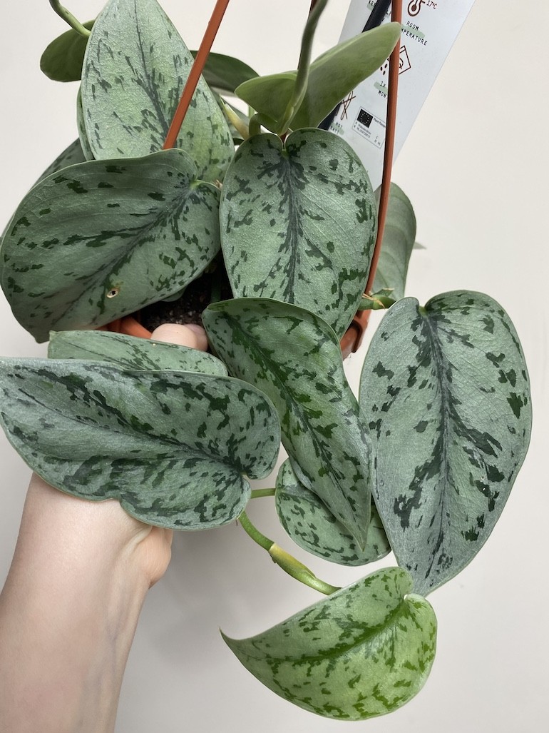 Scindapsus Silver Lady|Sadzonka Rośliny 2 liście
